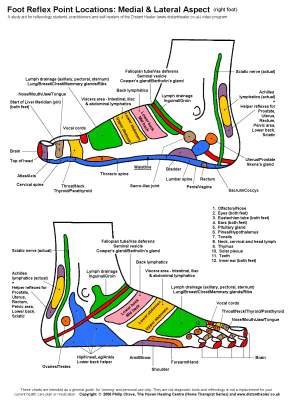 Reflexology Foot Chart, Lateral View in Colour
